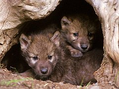 Gray wolf pups at mouth of den